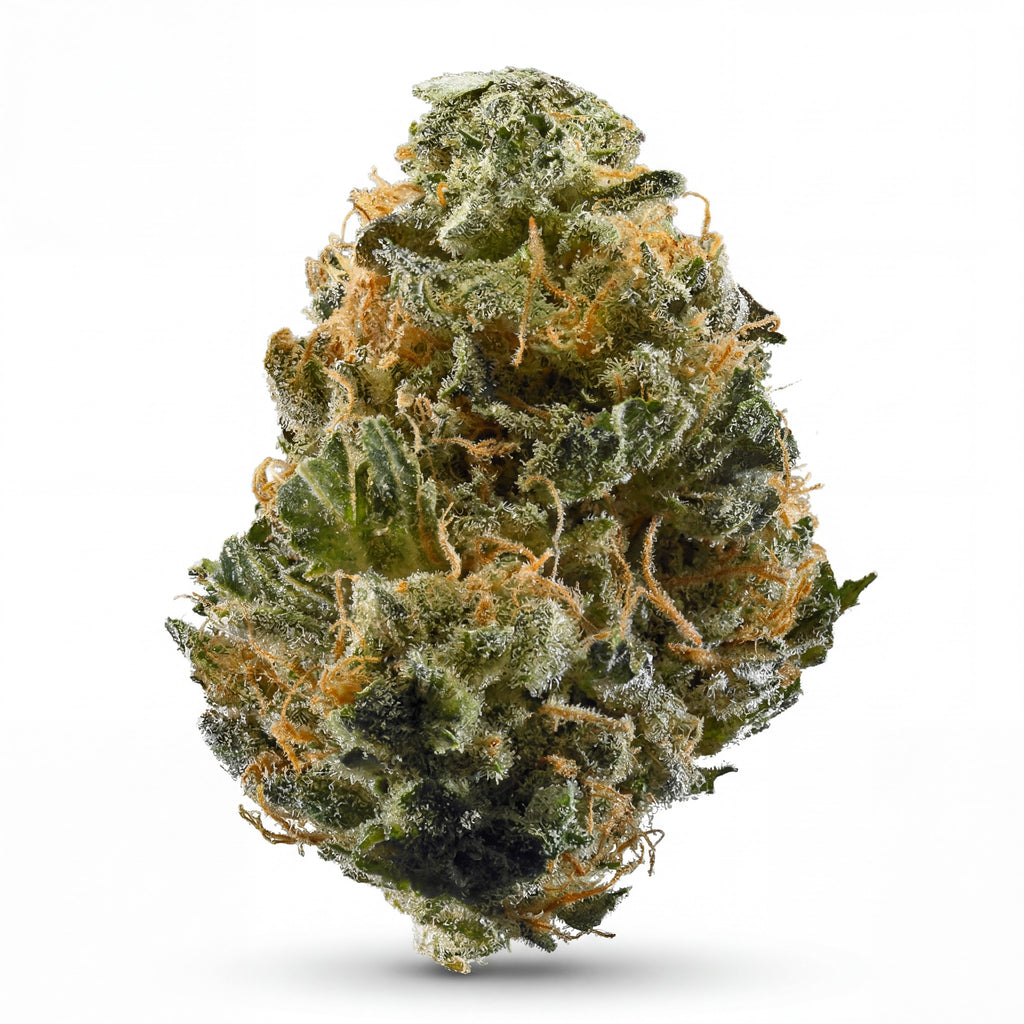 GORILLA 60%